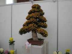 花展-西安世博园