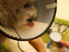 -美联众合动物医院·24h转诊中心