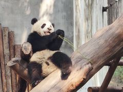 -成都大熊猫繁育研究基地