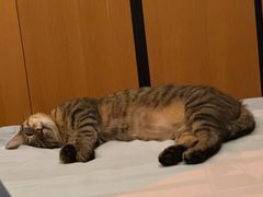 -安安宠医宠物医院·异宠·犬猫内科(岳阳分院)