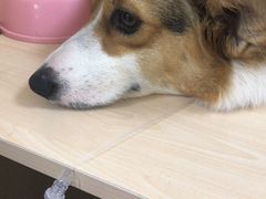 -派美特宠物医院·核磁CT·骨科肿瘤·疑难转诊(沈农禾丰店)