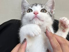-lincat·猫舍(广州店)