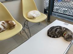 -怪兽屋·羊驼·猫咖·狗咖(俊华广场店)