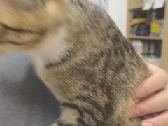 -瑞派长江宠物医院·猫科·外科·24小时夜护(谊城公寓分院)