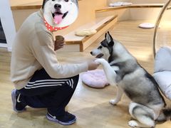 -Husky Go! 哈士奇体验馆·宠物咖啡厅狗咖