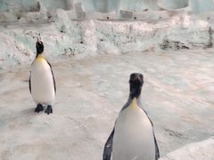-珠海长隆海洋王国