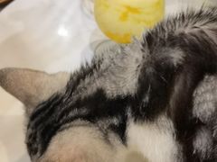 -共舞时光猫咖·狗咖(新街口店)