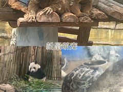 -泉州海丝野生动物世界