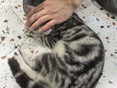 -毛绒耶耶撸宠馆·猫咖·狗咖·荷兰猪咖