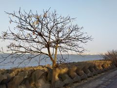 -上海滨江森林公园