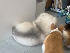 -汪说·狗咖(旺城大厦店)