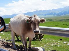 -新疆那拉提国家旅游度假区