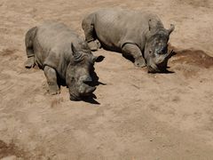 -西霞口神雕山野生动物世界