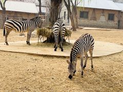 -石家庄市动物园