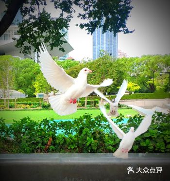 白鸽自由翱翔,祖国花朵开心