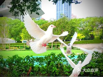 白鸽自由翱翔，祖国花朵开心