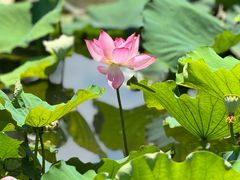 -长兴太湖图影湿地文化园