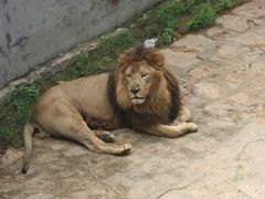 -西霞口神雕山野生动物世界