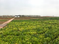 -东方华地城湿地温泉度假区