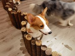 -浣熊柯尔鸭土拨鼠·电玩咖