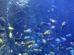 -太平洋海底世界