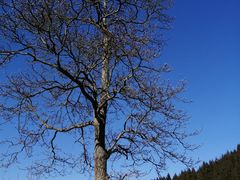 -武陵山森林公园