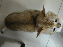 -瑞派动物医院·绝育·犬猫全科·预防医学(光景江南中店)