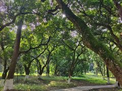 -张坝桂圆林公园