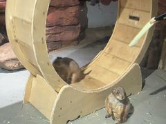 -正佳雨林生态植物园