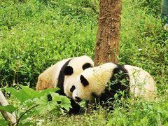 -中国大熊猫保护研究中心雅安碧峰峡基地