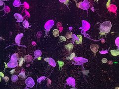 -珠海长隆海洋王国
