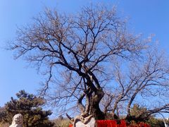 -八大处公园