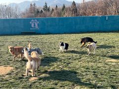 -趣玩宠物乐园寄养训犬训狗游泳池