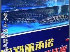 -渔美客鱼火锅(呼市总店)