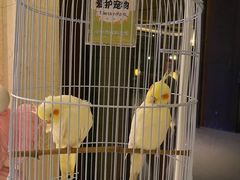 -上海崇明金茂凯悦酒店