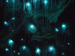 -怀托摩萤火虫洞