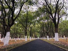 -东平国家森林公园