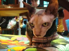 -猫色咖啡·猫咖