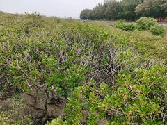 -北海金海湾红树林生态旅游区