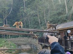 -西双版纳原始森林公园