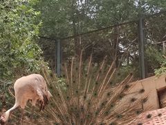 -青藏高原野生动物园
