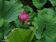 -华雅花园大酒店