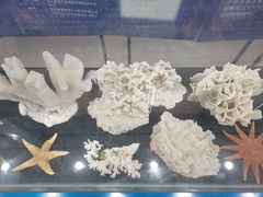 -上海海洋大学鱼文化博物馆(军工路校区)