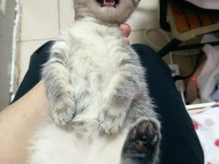 -纳吉亚猫专科动物医院博雅分院