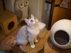 -more than meow吴止猫主题餐厅(承德 中船汇店)