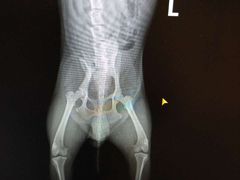 -瑞鹏宠物医院·爱宠堂·骨外专科(西荷分院)