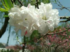 -南汇桃花村