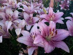 -花博汇(知音花月夜)