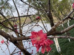 -重庆彩云湖湿地公园