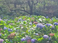 -苍山世界地质公园·石门关大峡谷